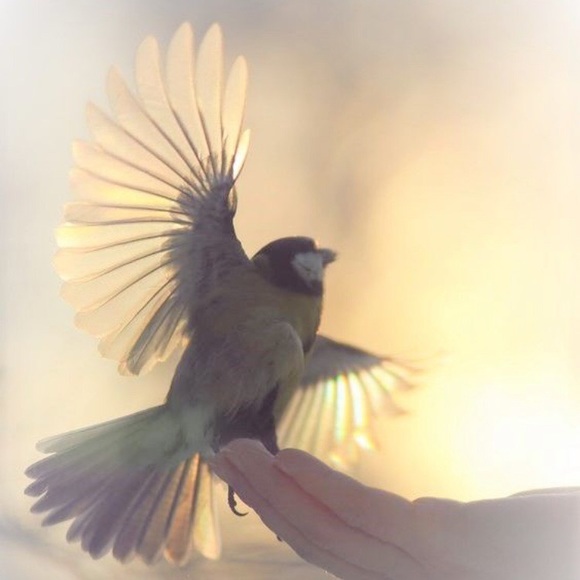 Meet your Posher, Robin - Picture 1 of 2